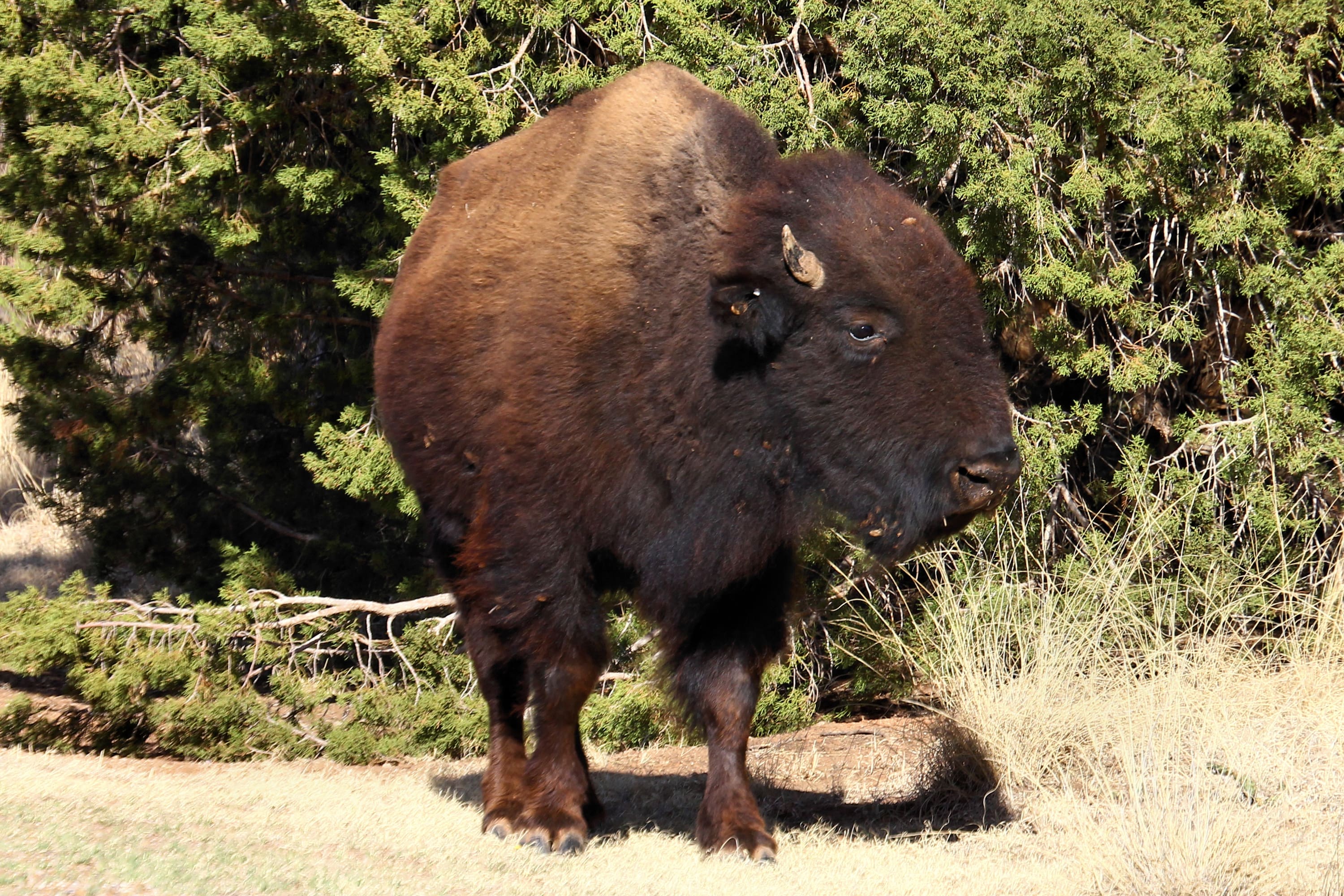 American Bison