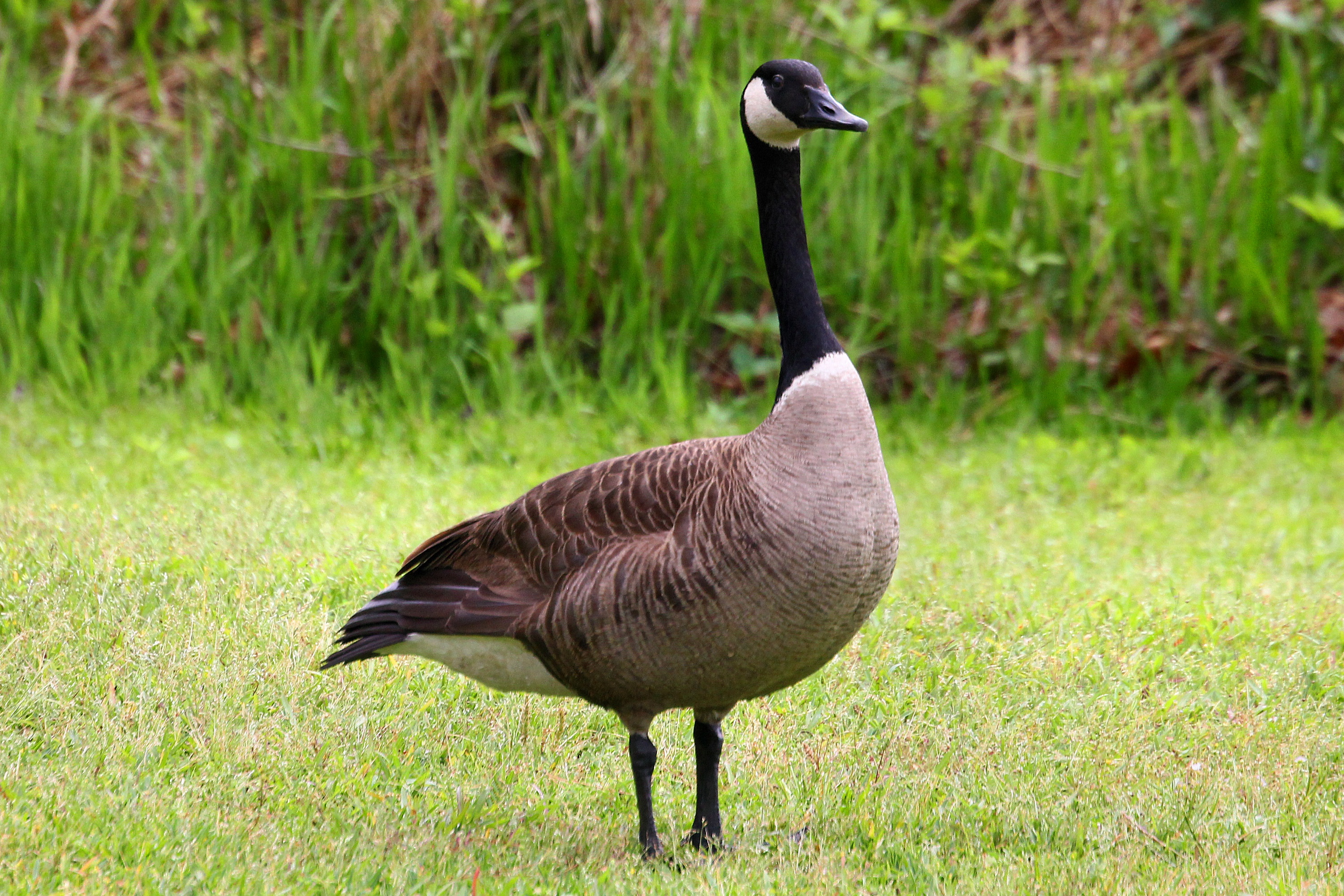 Canadian Goose